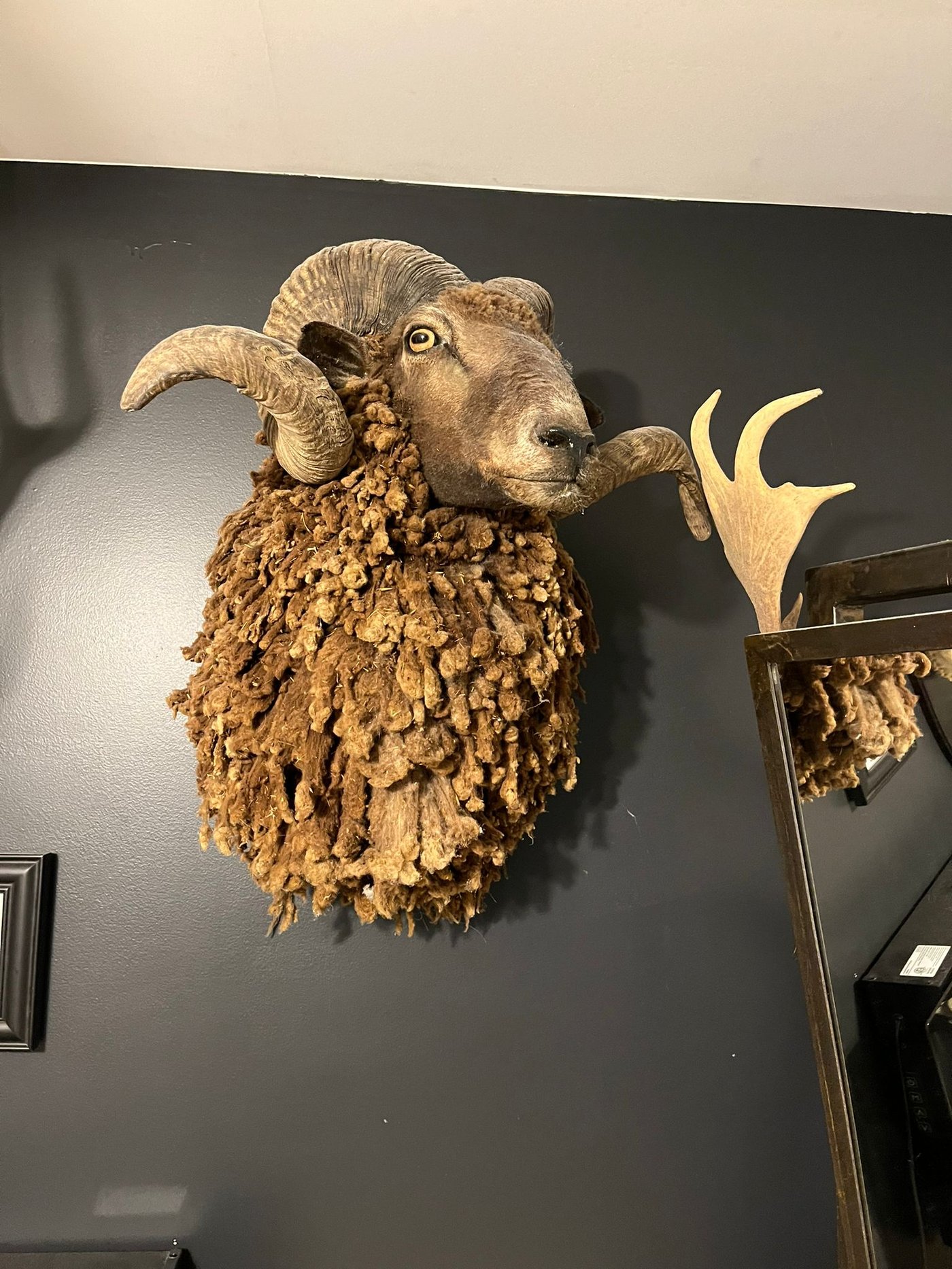 Mounted ram in the trophy room