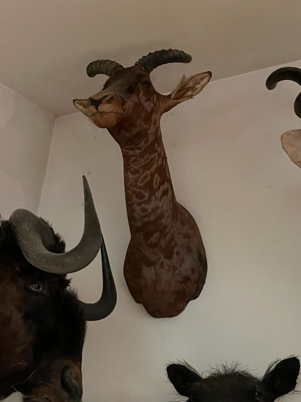Horned mount in the trophy room