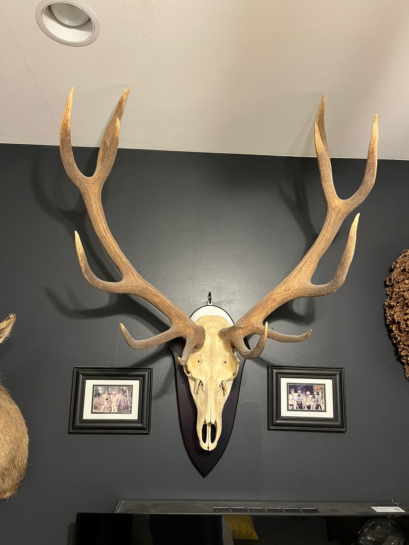 Trophy room display