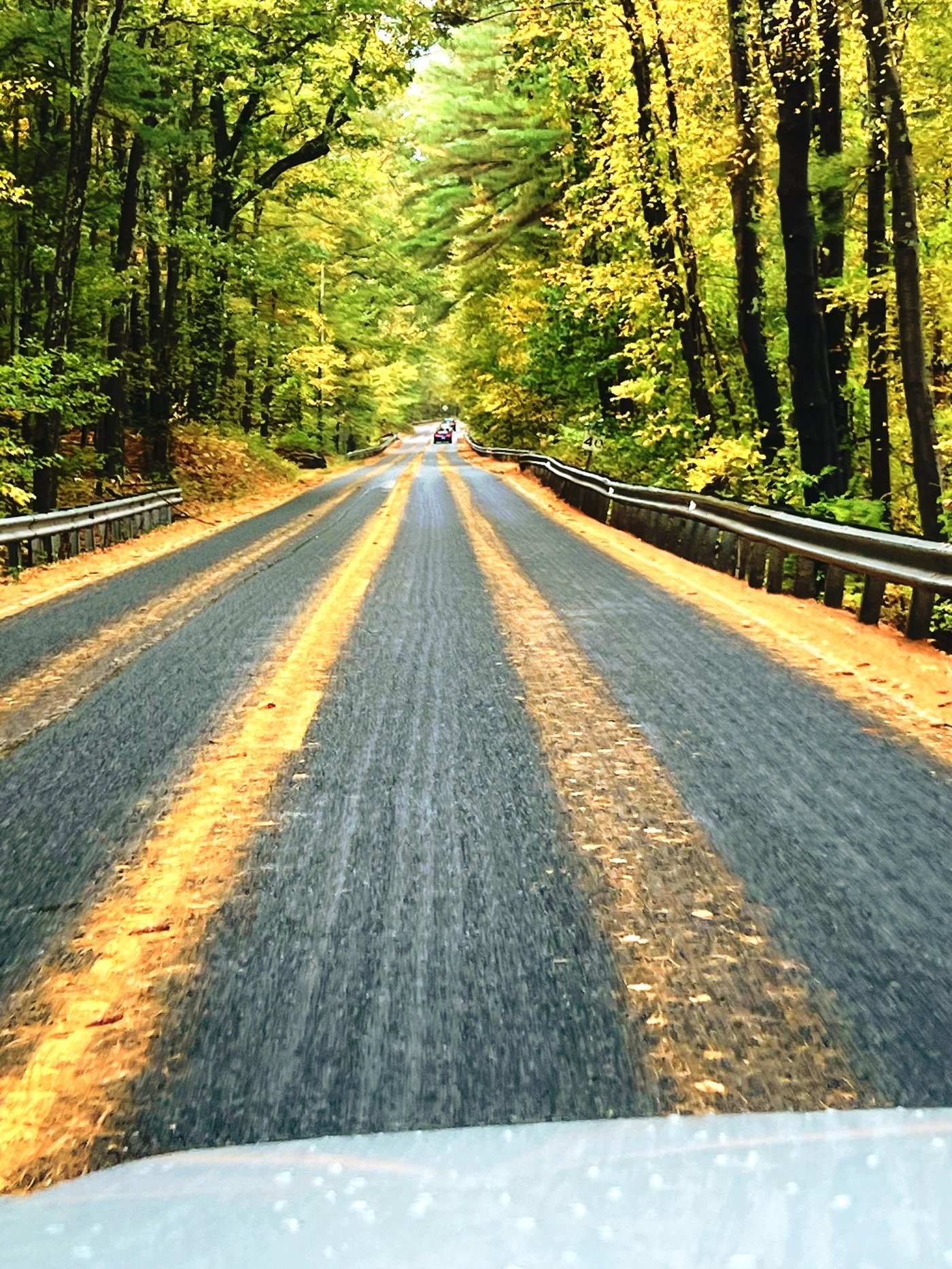 A tree-lined road near the house
